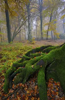 Old beech root, beech forest, natural forest cell in Hiesfeld Forest