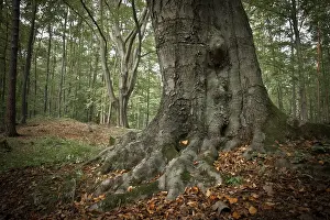 Old beech tree (Fagus), with roots showing above ground