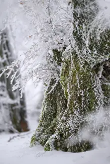 Old beech trees (Fagus sylvatica) covered with hoar frost