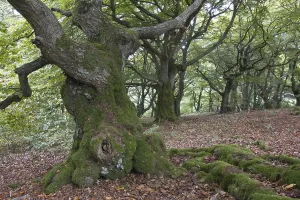Old beeches (Fagus)