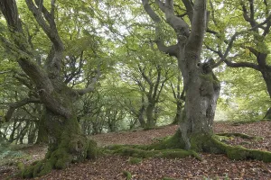 Old beeches (Fagus)