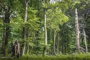 Old Beechesforest (Beeches), Beechesurwald with deadwood