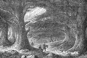 The old cedars in Lebanon, 1880