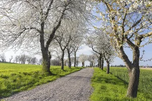 Old cherry tree avenue (Prunus) in bloom