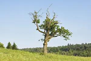 Old cherry tree in summer meadow