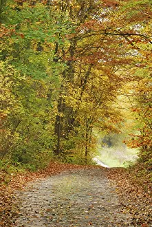 Old cobbled street in an autumn forest near Eberswalde