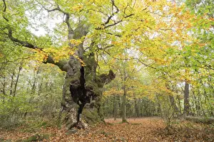 Old Common beech (Fagus sylvatica)