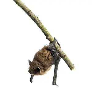 Old common bent-wing bat perched on a branch