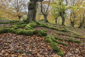 Old copper beech (Fagus sylvatica)