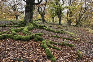Old copper beech (Fagus sylvatica)