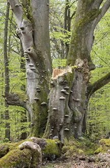 Old copper beech (Fagus sylvatica) with tinder fungus (Fomes fomentarius)