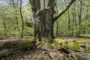 Old copper beech (Fagus sylvatica) with tinder fungus (Fomes fomentarius)