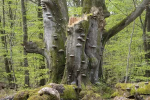 Old copper beech (Fagus sylvatica) with tinder fungus (Fomes fomentarius)