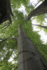 Old copper beech forest