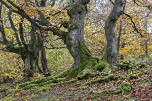Old copper beeches (Fagus sylvatica) in the Hutewald Halloh