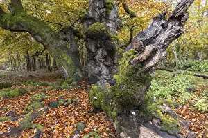 Old copper beeches (Fagus sylvatica) in the Hutewald Halloh