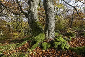 Old copper beeches (Fagus sylvatica) in the Hutewald Halloh