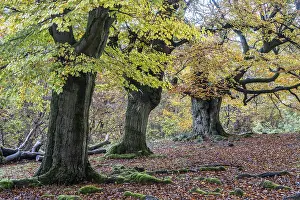 Old copper beeches (Fagus sylvatica) in the Hutewald Halloh