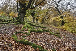 Old copper beeches (Fagus sylvatica) in the Hutewald Halloh