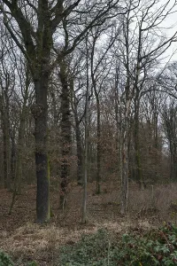 Old deciduous forest... Hambach Forest