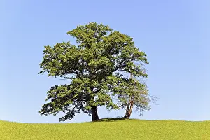 Two old deciduous trees on a mountain meadow