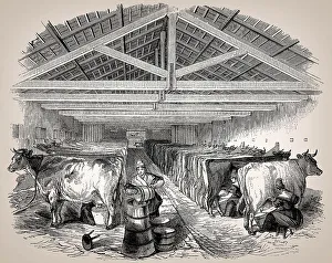 Old English cowshed, 19th century
