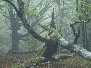 Old European Beech or Common Beech (Fagus sylvatica)