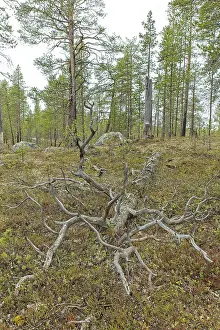 Old fallen tree in forest at Ovre Pasvik National Park on a cloudy spring day
