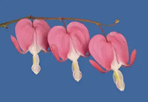 Old-fashioned bleeding-heart (Lamprocapnos spectabilis) against a blue background