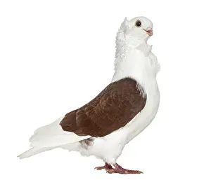 Old German Owl Pigeon isolated on white