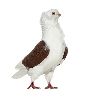 Old German Owl Pigeon isolated on white
