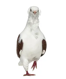 Old German Owl Pigeon walking, isolated on white