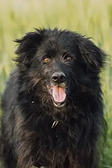 Old German Shepherd Dog