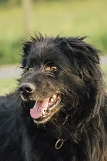 Old German Shepherd Dog
