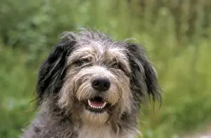 Old German Shepherd Dog