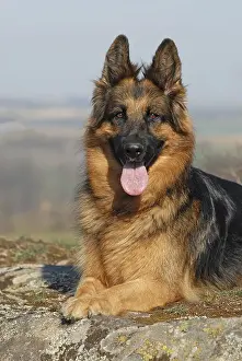 Old German shepherd dog, bitch