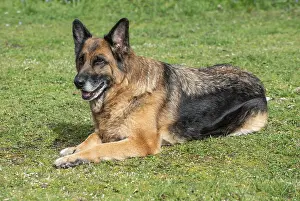 Old German shepherd dog, female