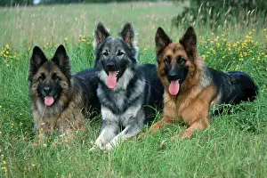 Old German Shepherd Dogs, German Shepherd Dog