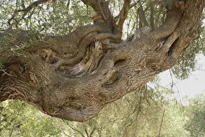Old, gnarled olive tree in the olive grove of Lun