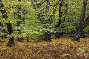 Old, gnarled trees in the Urwald Baumweg nature reserve in autumn