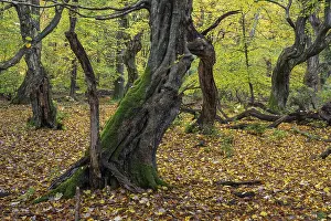 Old, gnarled trees in the Urwald Baumweg nature reserve in autumn