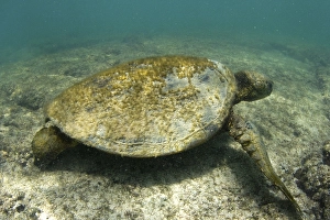 Old Green Sea Turtle (Chelonia mydas) with algae on its shell