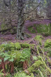 Old growth forest with fern and green moss by a old spruce tree