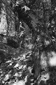 Old holm oak (Quercus ilex), forest