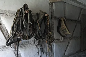 Old horse halter in the horse and cow stable