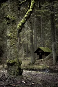 Old house with an old tree in the Roetenbachschlucht valley in the Black Forest