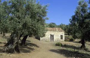 Old house in a olive tree forest