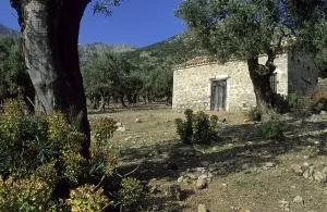 Old house in a olive tree forest