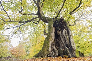 Old hute beech in autumn, Kellerwald