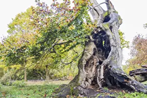 Old hute beech in autumn, Kellerwald